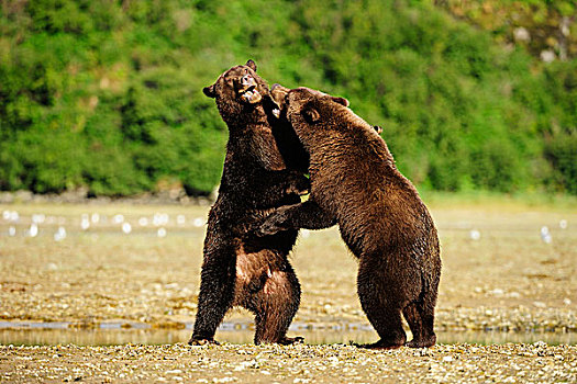 两个,棕熊,打闹,相互,卡特麦国家公园,阿拉斯加