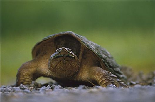 尤卡坦半岛,鳄龟,北美