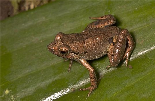 青蛙,几内亚