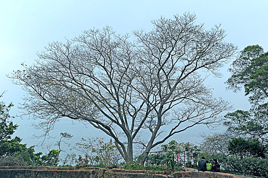 胡里山炮台的树