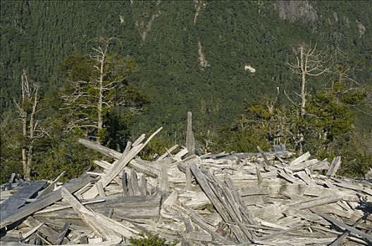 碎片,伐木,智利