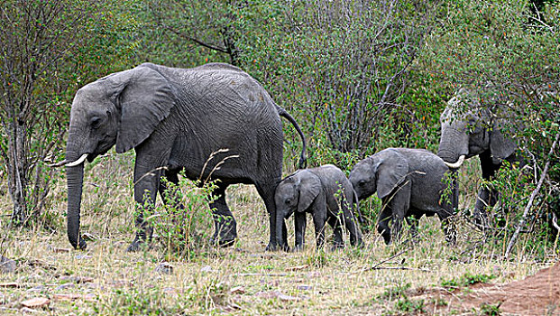 非洲,大象,母牛,马赛马拉国家保护区,肯尼亚,东非