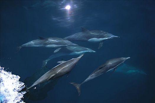 真海豚,海豚,骑,科特兹海,墨西哥