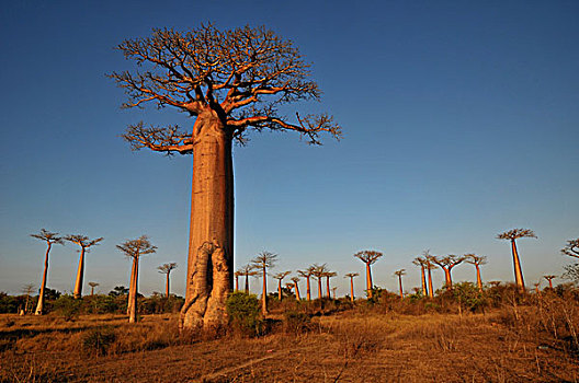 非洲,猴面包树,靠近,穆龙达瓦,西部,海岸,马达加斯加