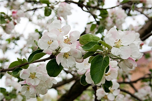 苹果树,开花,春天