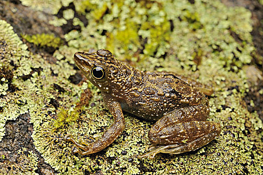 婆罗洲,青蛙,京那巴鲁山,国家公园,马来西亚