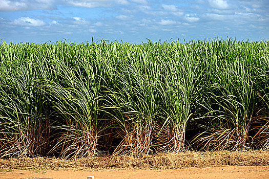 甘蔗,种植园,靠近,巴伊亚,巴西,南美