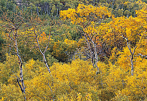 秋色,东方,柏树,山,萨斯喀彻温,加拿大