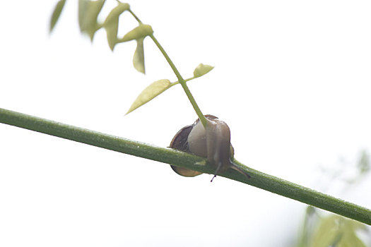 美丽的蜗牛