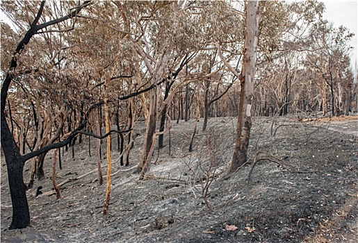 澳大利亚,森林火灾
