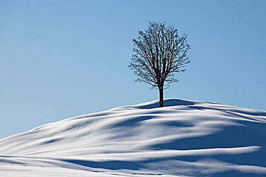 孤树,冬天,风景,清新,雪,山丘,阿彭策尔,瑞士,欧洲