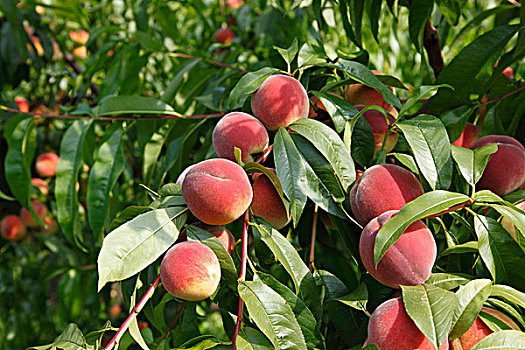 桃,成熟,水果,桃树,瓦绍,下奥地利州,奥地利,欧洲