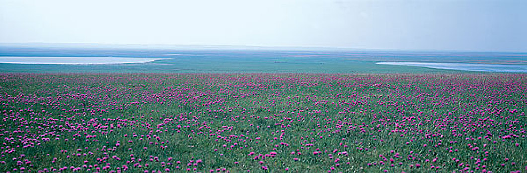 草地,蒙古