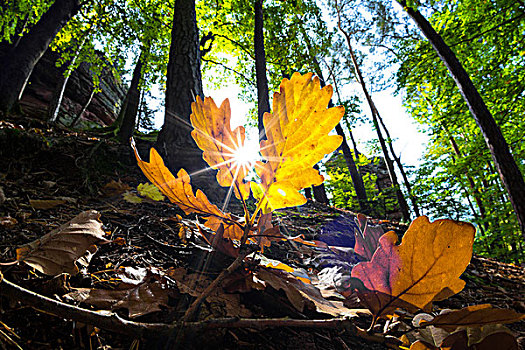 黄色,橡树叶,秋天,普拉蒂纳特,树林,莱茵兰普法尔茨州,德国,欧洲