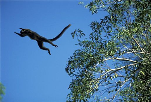 褐色,狐猴,成年,跳跃,树,禁猎区,马达加斯加,非洲