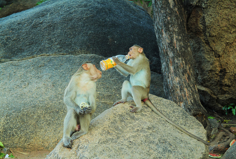 猴子喝酒表情包图片