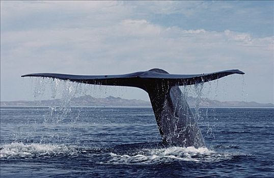 蓝鲸,尾部,科特兹海,墨西哥