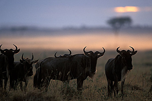 肯尼亚,马塞马拉野生动物保护区,牧群,角马,走,晨雾,迁徙