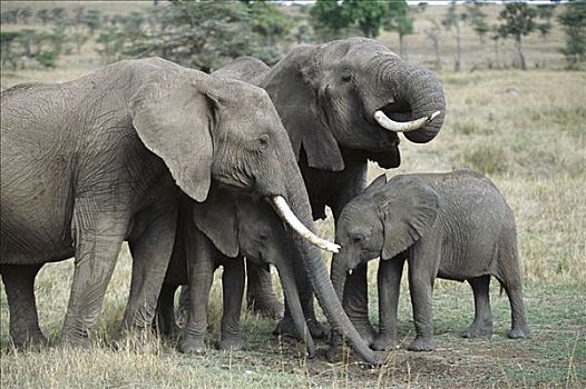 非洲象,雌性,幼兽,吃,土地,马赛马拉国家保护区,肯尼亚,非洲