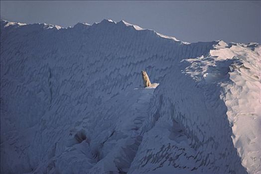 北极狼,狼,坐,冰山,艾利斯摩尔岛,加拿大