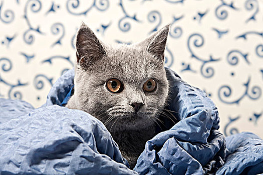 卡尔特猫,英国短毛猫,猫,蓝色,毯子