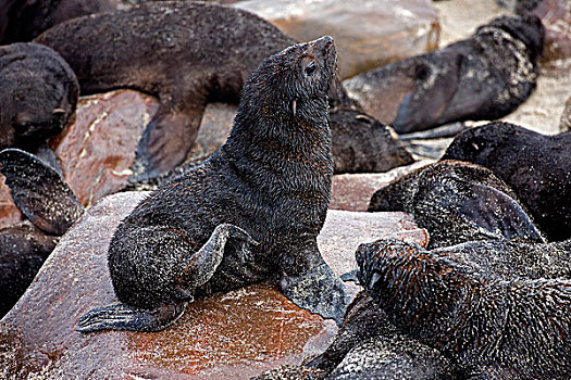 毛海狮,幼兽,弄干,毛皮,岩石上,克罗斯角,纳米比亚