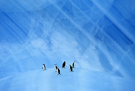 南极,帽带企鹅,蓝色背景,冰山
