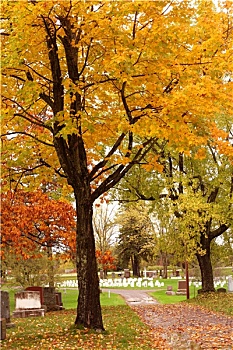 秋叶,树,安静,乡野,公墓