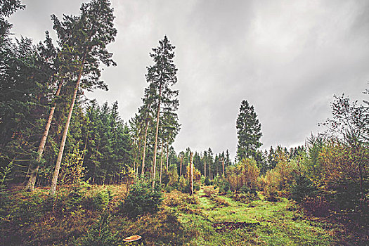 斯堪的纳维亚,树林,秋天,桦树,松树
