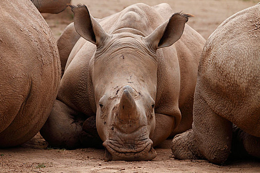 白犀牛,卧,俘获,德国,欧洲男青年,草帽,睡觉,沙滩椅,度假,意大利,欧洲