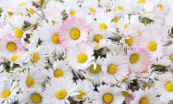 新鲜,白色,雏菊,花