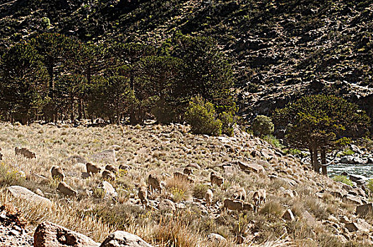羊群,土地,山脉,阿根廷