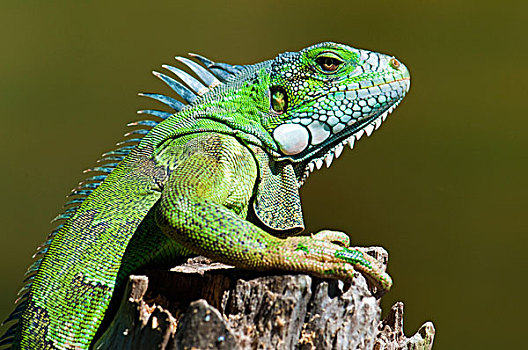 成年,绿色,普通,鬣蜥蜴,绿鬣蜥,潘塔纳尔湿地,西南部,巴西,南美