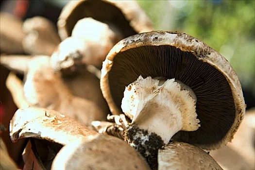 食用菌图片_食用菌图片大全_食用菌图片素材