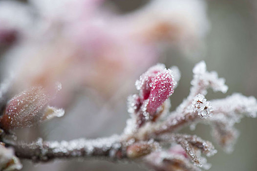 冰冻,荚莲属植物,雪球,花