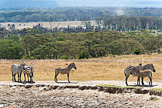 斑马,普通,小马,纳库鲁湖国家公园,肯尼亚,非洲