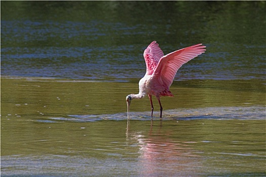 粉红琵鹭