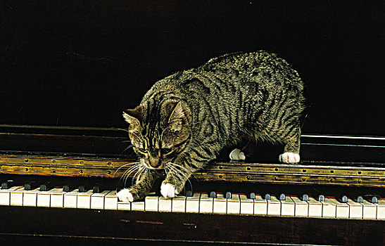 家猫,猫,尾部,钢琴