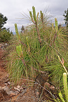 马尾松,松科植物,松花粉,草药