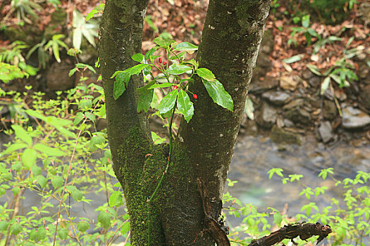 茂密,叶子,溪谷