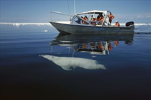 北极熊,游泳,靠近,游船,加拿大