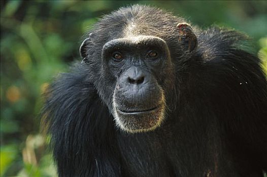 黑猩猩,类人猿,肖像,几内亚