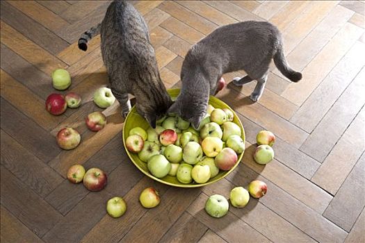 碗,有机,苹果,两个,猫