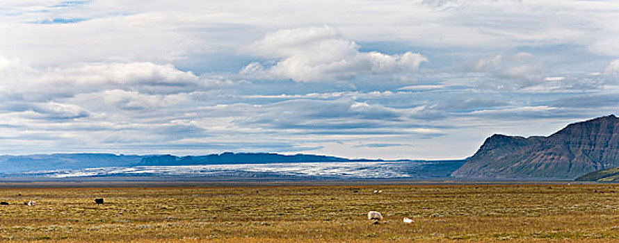 冰岛,全景,绵羊,放牧,草场,冰河,背景
