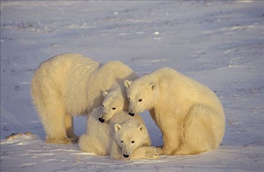 北极熊,三个,丘吉尔市,曼尼托巴,加拿大