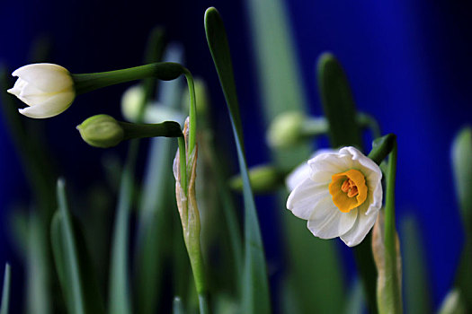 水仙花