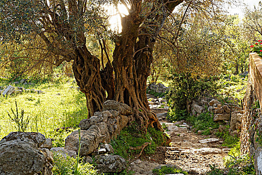 老,橄榄树,欧橄榄,旁侧,小路,穆拉,省,爱琴海,区域,土耳其,亚洲