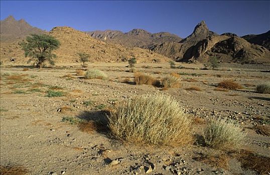 金合欢树,干燥,山谷,利比亚