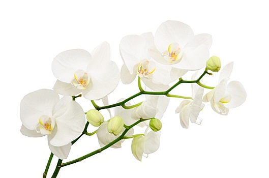 长,枝条,花束,精美,白色,兰花