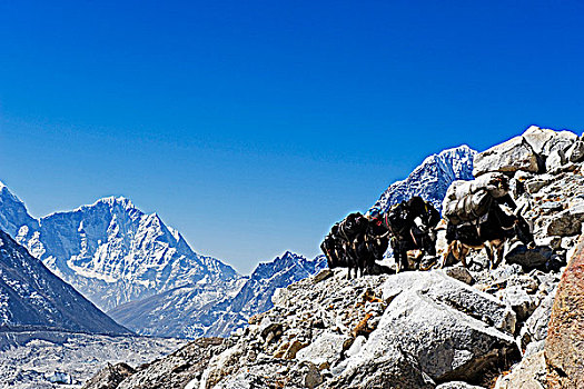 亚洲,尼泊尔,喜马拉雅山,萨加玛塔国家公园,珠穆朗玛峰,区域,世界遗产,牦牛,小路